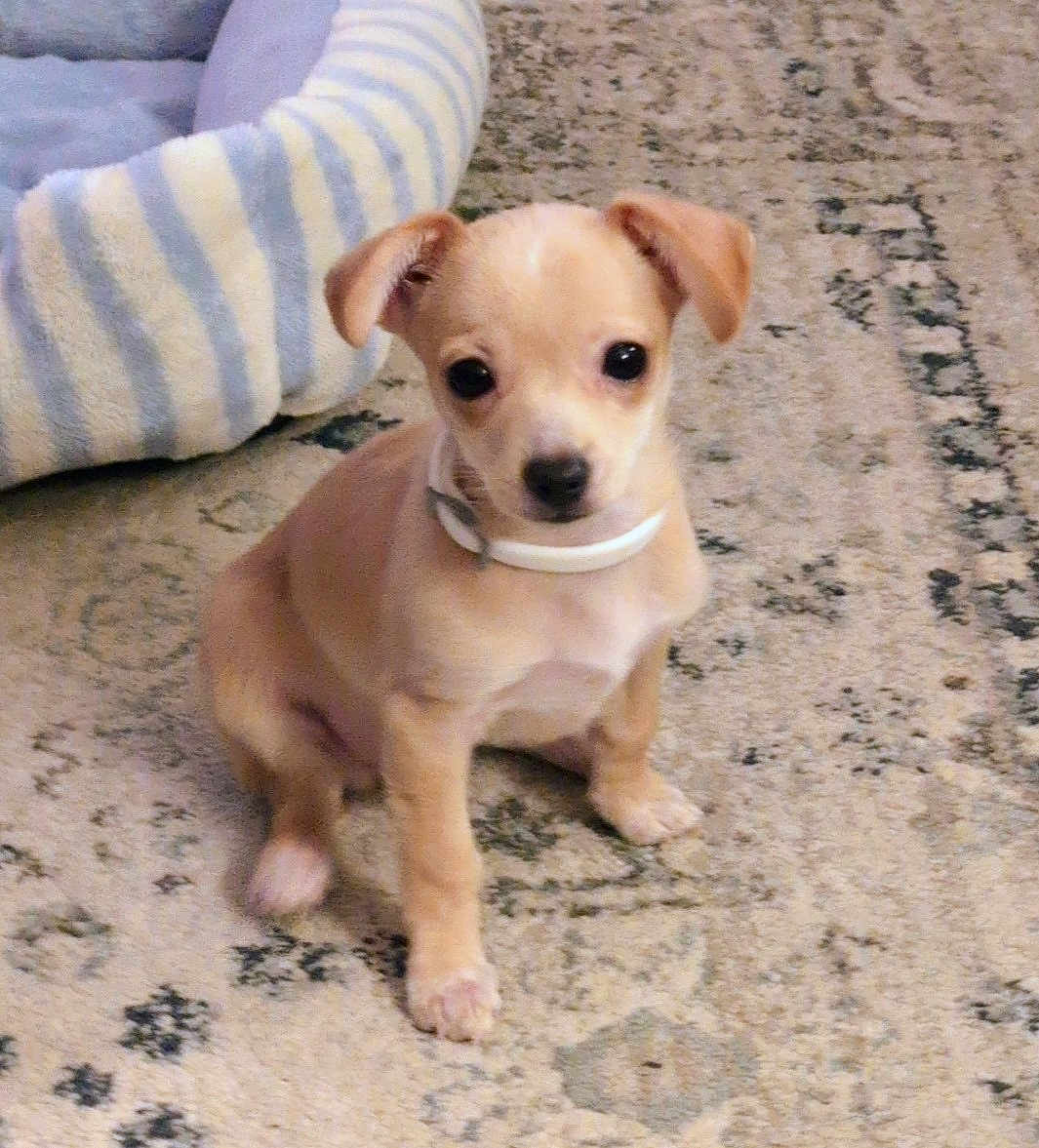 Lemon Layne is registered to the contest to win money with this photo: adorable, animal, carpet, collar, companion, cute, dog, domestic, ears, eyes, floor, fur, indoor, pet_bed, puppy, sitting, small, striped, tan, young