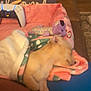 Lemon Layne is registered to the contest to win money with this photo: blanket, blue, brown, comfort, controller, couch, cozy, cute, dog, furniture, home, indoor, living_room, pet, pink, plush_toy, relaxation, resting, sleeping, soft
