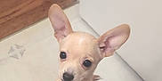 Lemon Layne is registered to the contest to win money with this photo: animal, chihuahua, curious, cute, dog, domestic_animal, ears, face, floor, indoor, looking_up, mammal, pet, portrait, puppy, small_dog, tile_floor, whiskers, wood_floor, young