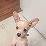 animal, chihuahua, curious, cute, dog, domestic_animal, ears, face, floor, indoor, looking_up, mammal, pet, portrait, puppy, small_dog, tile_floor, whiskers, wood_floor, young