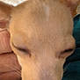 Lemon Layne is registered to the contest to win money with this photo: animal, blurred, chihuahua, close_up, companion, cozy, cute, dog, ears, fabric, fur, hand, indoor, nose, pet, portrait, relaxed, sleeping, small_dog, teal