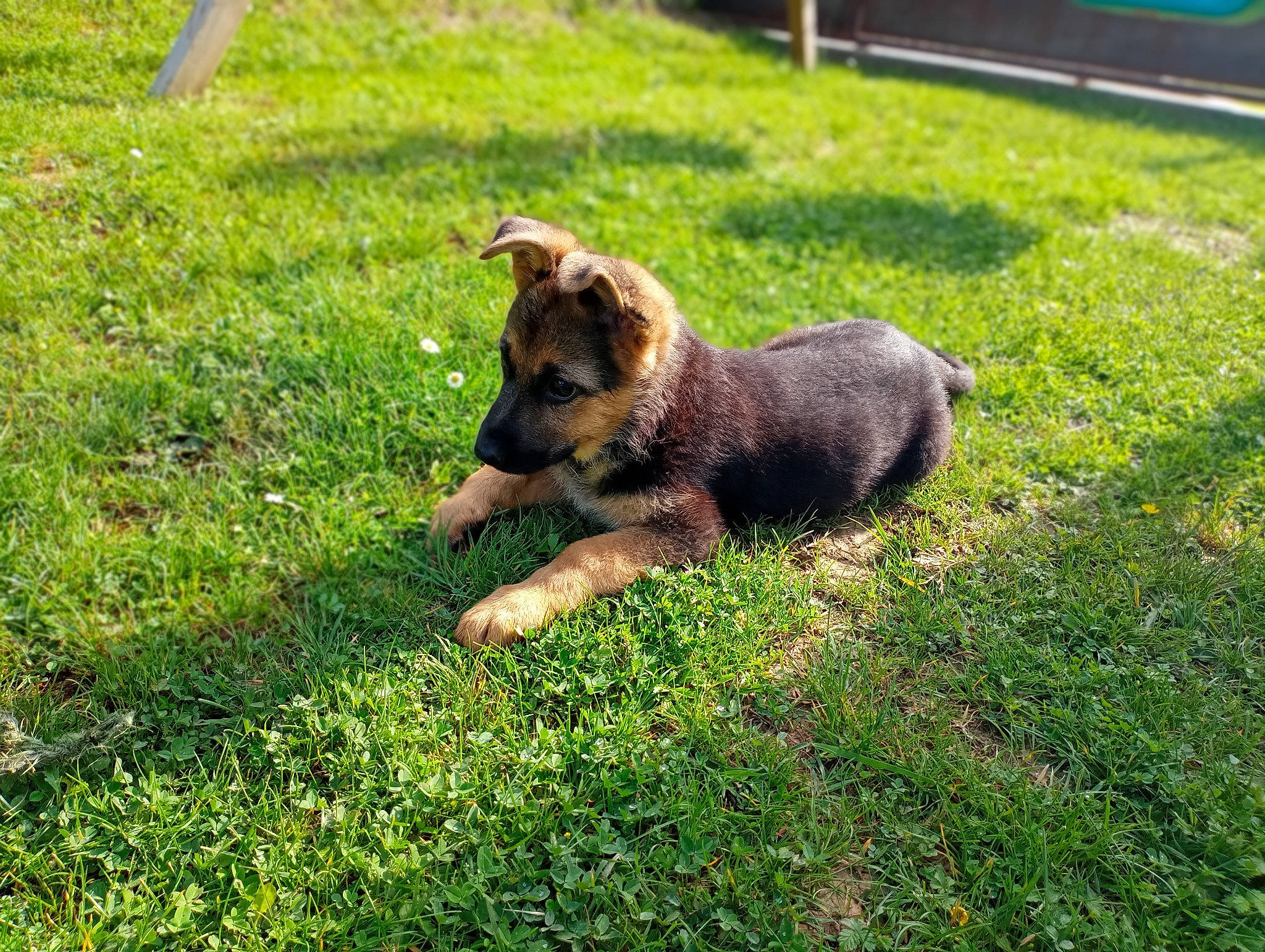 Effie participe au concours pour gagner de l'argent avec cette photo : biting, canidae, carnivore, companion_dog, dog, dog_breed, east_european_shepherd, fawn, german_shepherd_dog, grass, groundcover, herding_dog, king_shepherd, lawn, old_german_shepherd_dog, plant, snout, sporting_group, tail, terrestrial_animal