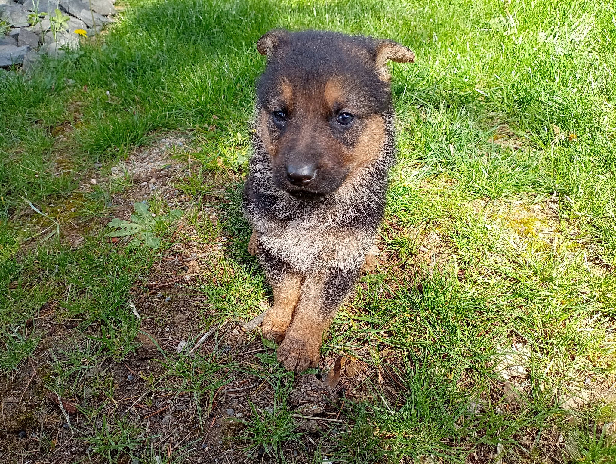 Urus a rejoint le concours — aidez-le/la à gagner de superbes lots ! canidae, carlin_pinscher, carnivore, companion_dog, dog, dog_breed, fur, grass, groundcover, plant, puppy, snout, soil, sporting_group, terrestrial_animal, terrier, working_dog, working_terrier