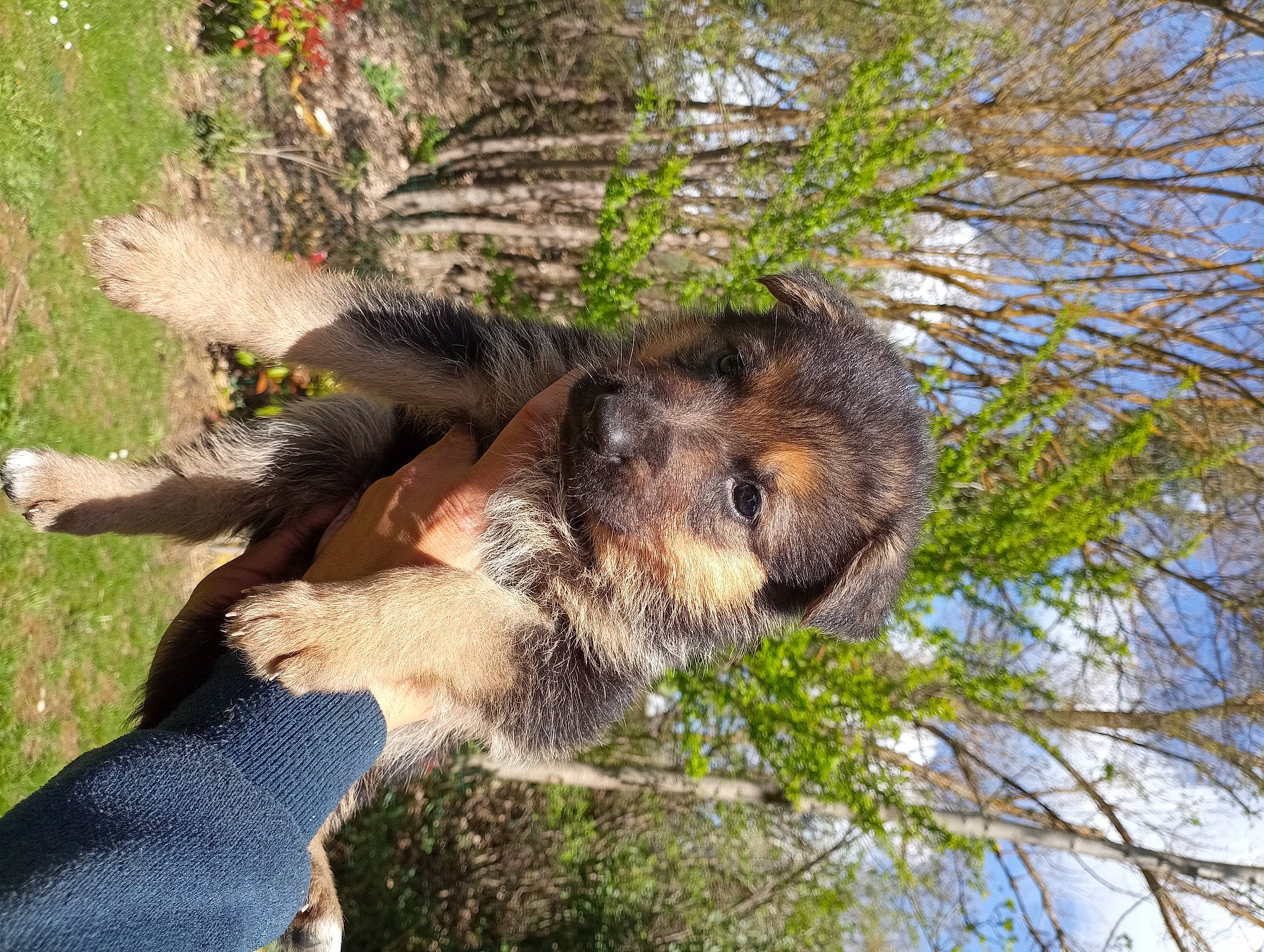 Urus a rejoint le concours — aidez-le/la à gagner de superbes lots ! canidae, carnivore, claw, dog_breed, fawn, fur, grass, paw, plant, sky, snout, sporting_group, squirrel, tail, terrestrial_animal, tree, trunk, twig, wildlife