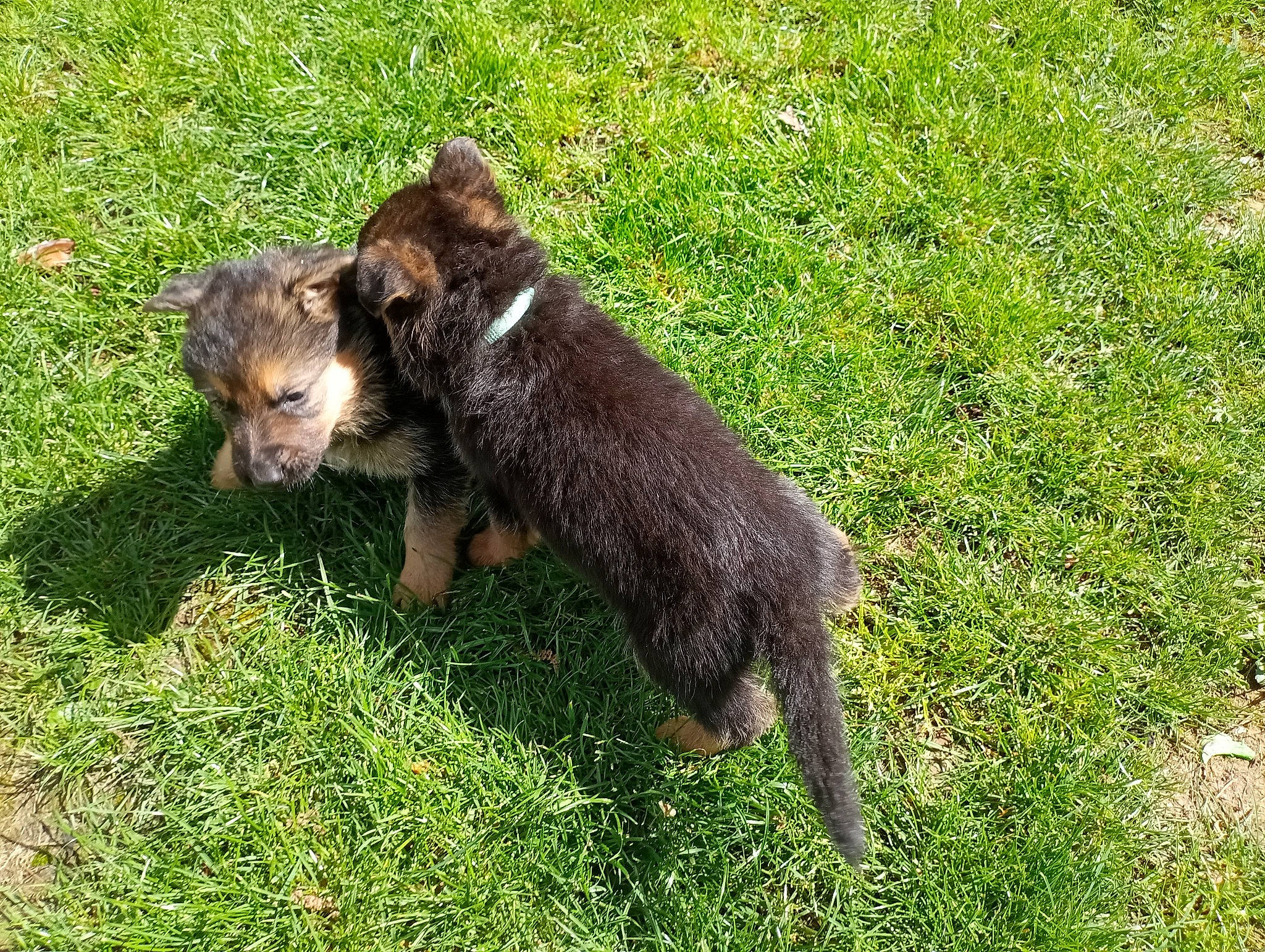 Urus participe au concours pour gagner de l'argent avec cette photo : carnivore, claw, companion_dog, dog_breed, fur, grass, grassland, groundcover, livestock, pasture, plant, sporting_group, tail, tasmanian_devil, terrestrial_animal, whiskers, working_animal