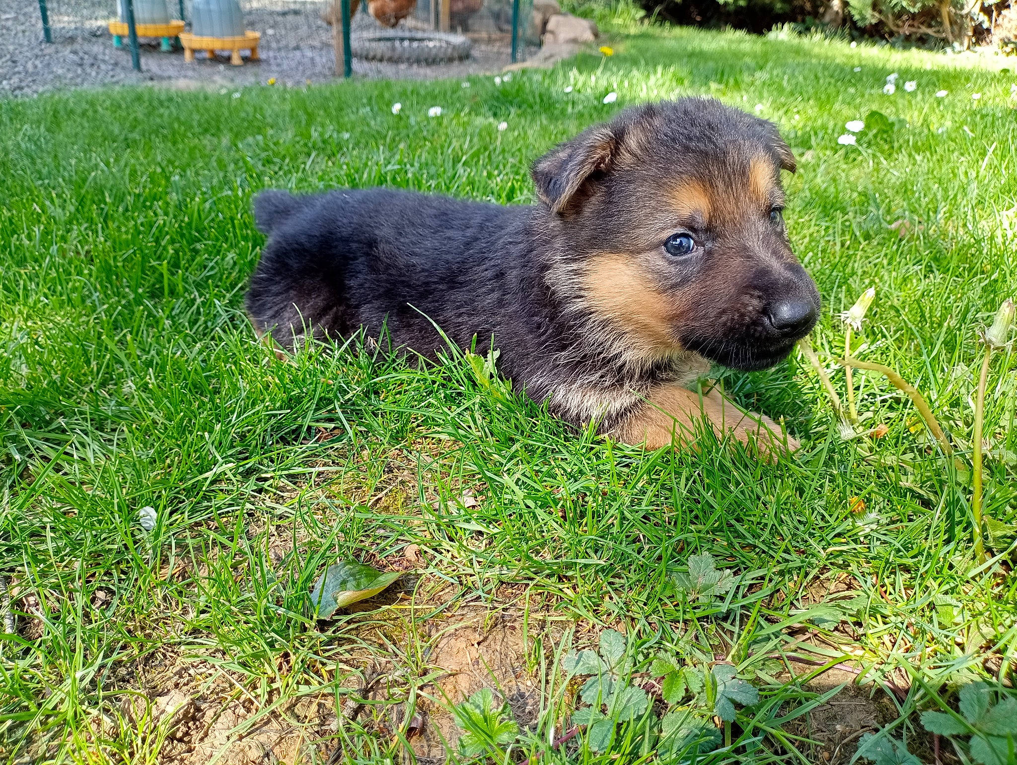 Urus a rejoint le concours — aidez-le/la à gagner de superbes lots ! canidae, carlin_pinscher, carnivore, companion_dog, dog, dog_breed, fawn, grass, groundcover, lawn, plant, puppy, snout, sporting_group, terrestrial_animal, wildlife, working_dog