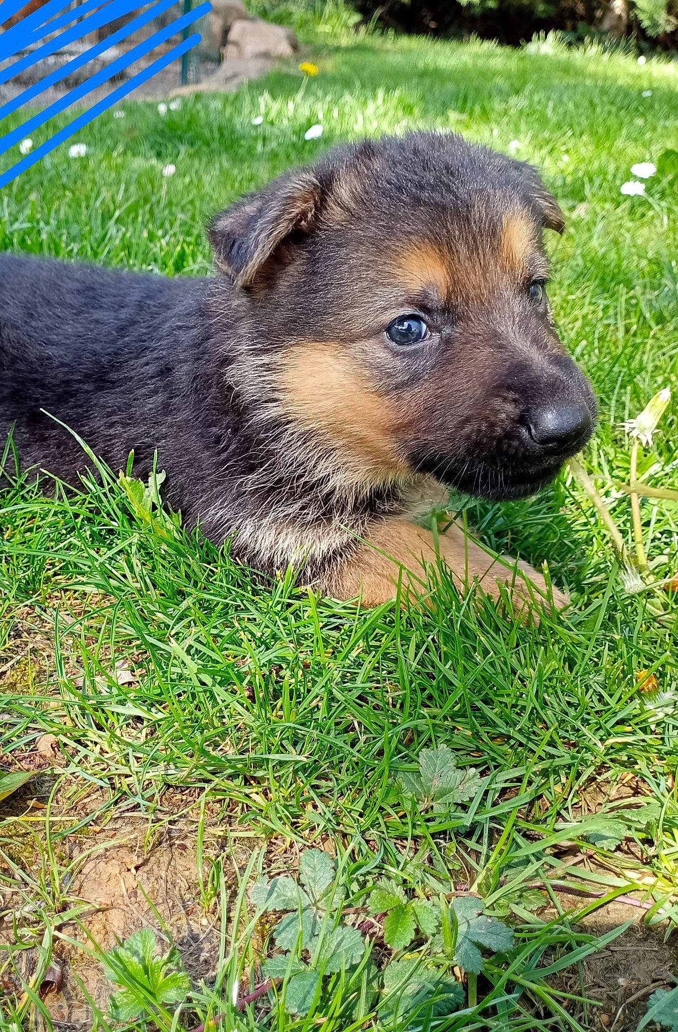 Urus a rejoint le concours — aidez-le/la à gagner de superbes lots ! canidae, carnivore, companion_dog, dog, dog_breed, fawn, grass, groundcover, plant, snout, soil, sporting_group, terrestrial_animal, whiskers, wildlife, working_animal, working_dog, working_terrier