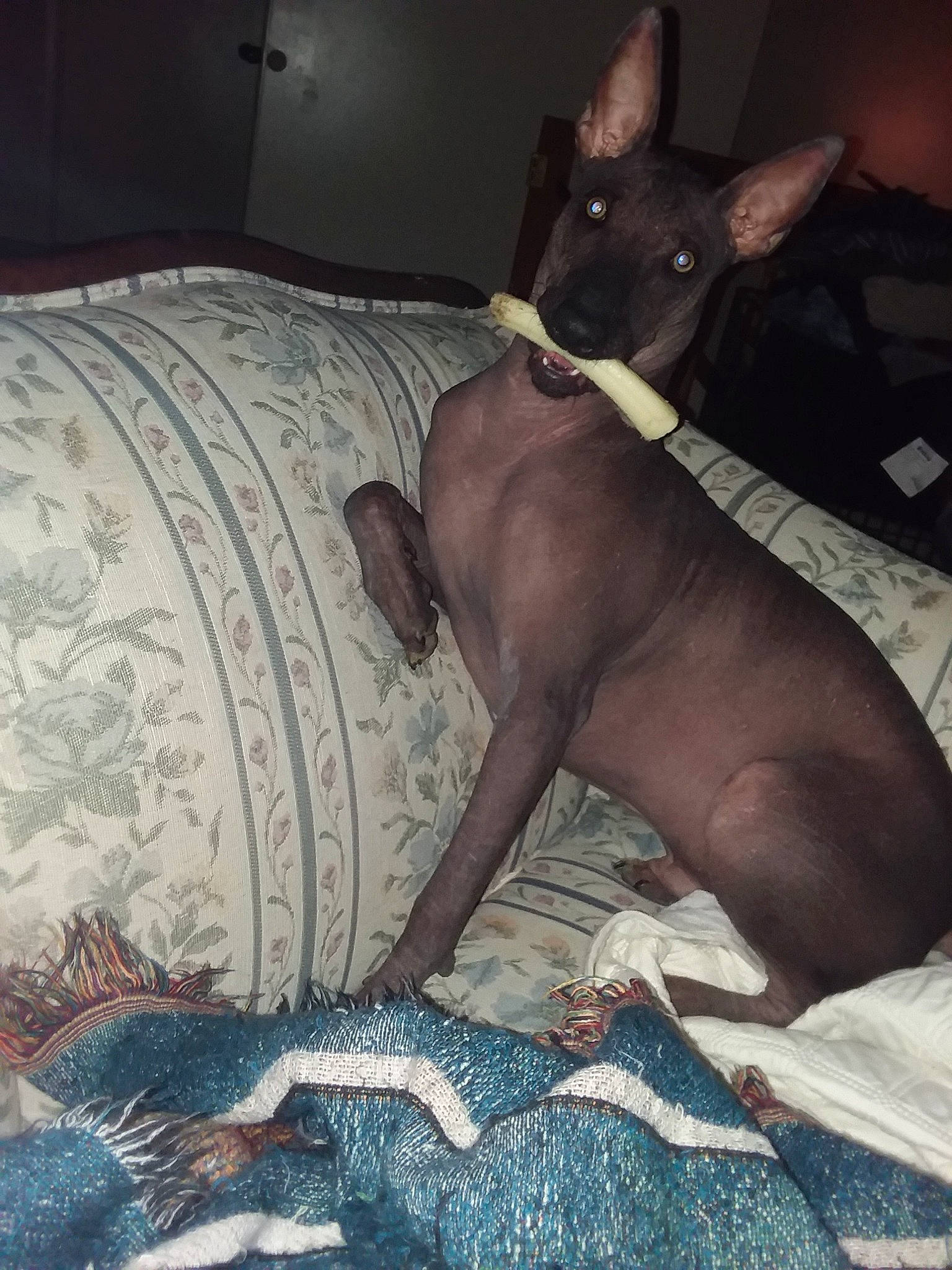 Rexx joined the competition — help win amazing prizes! barechested, bed_sheet, bedding, blanket, carnivore, chest, comfort, companion_dog, dog, dog_breed, ear, fawn, flesh, grey, linens, liver, non_sporting_group, toy_dog, whiskers, working_animal