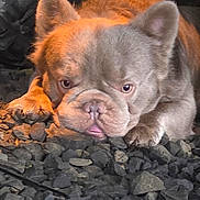 Boo Boo is registered to the contest to win money with this photo: dog, french_bulldog, bulldog, pet, animal, close_up, portrait, gravel, rocks, paws, wrinkled_face, short_muzzle, ears, brown_fur, tongue, laying_down, tire, shadow, warm_lighting, sleepy