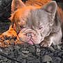animal, brown_fur, bulldog, close_up, dog, ears, french_bulldog, gravel, laying_down, paws, pet, portrait, rocks, shadow, short_muzzle, sleepy, tire, tongue, warm_lighting, wrinkled_face