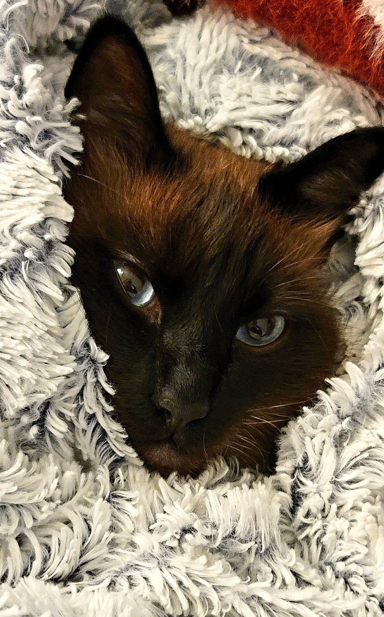 Flocon a rejoint le concours — aidez-le/la à gagner de superbes lots ! black_cat, carnivore, cat, cat_bed, cat_supply, claw, close_up, domestic_short_haired_cat, fawn, felidae, fur, iris, liver, organism, small_to_medium_sized_cats, snout, tail, terrestrial_animal, whiskers, wildlife