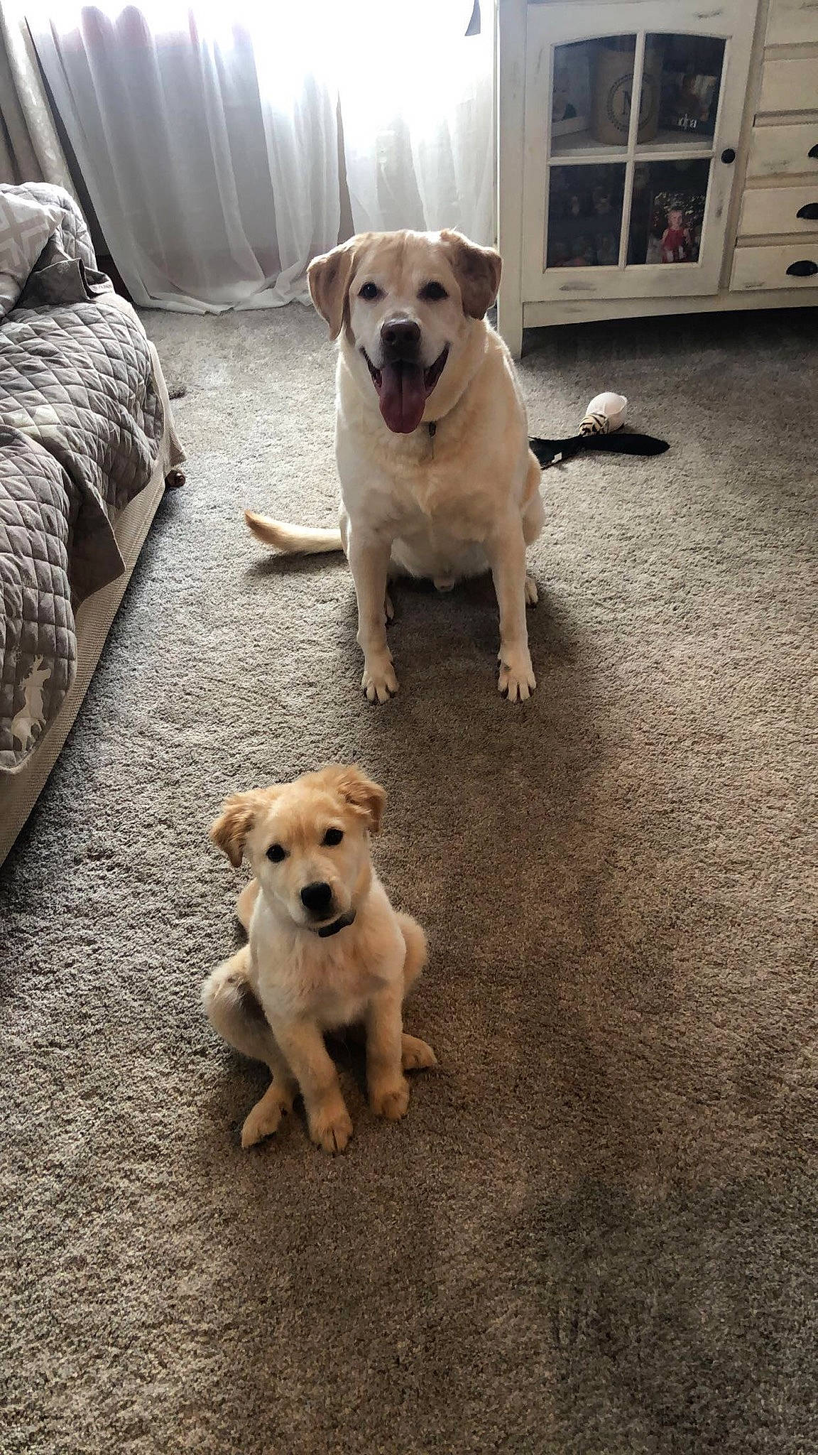 Kip is registered to the contest to win money with this photo: beagador, canidae, carnivore, companion_dog, dog, dog_breed, fawn, labrador_retriever, mammal, puppy, retriever, snout, sporting_group, vertebrate