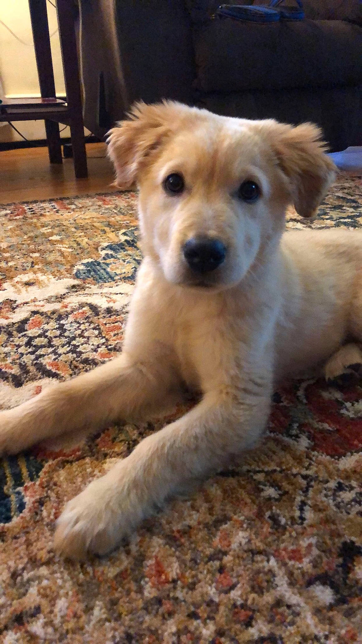 Kip joined the competition — help win amazing prizes! canidae, carnivore, companion_dog, dog, dog_breed, fawn, golden_retriever, labrador_retriever, mammal, potcake_dog, puppy, rare_breed_dog, retriever, small_greek_domestic_dog, snout, sporting_group, street_dog, vertebrate