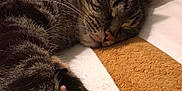 Daisy is registered to the contest to win money with this photo: animal, bed, blanket, cat, closeup, comfort, cozy, cute, domestic_animal, feline, fur, indoor, nap, paw, pet, relaxation, rest, sleeping, tabby, whiskers