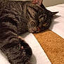 animal, bed, blanket, cat, closeup, comfort, cozy, cute, domestic_animal, feline, fur, indoor, nap, paw, pet, relaxation, rest, sleeping, tabby, whiskers