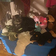 Daisy joined the competition — help win amazing prizes! animal, blanket, blue, brown, cat, container, cozy, dim_lighting, feline, green, indoor, pet, pink, plush_toy, soft_toy, stuffed_animal, stuffed_bear, stuffed_dog, tabby_cat, wood_floor
