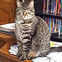 Daisy joined the competition — help win amazing prizes! animal, bookshelf, cat, clutter, cozy, domestic, dvd, feline, green_eyes, household, indoor, mammal, papers, pet, relaxed, sitting, striped, tabby, table, wooden_furniture