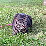 Daisy is registered to the contest to win money with this photo: alert, animal, cat, closeup, crouching, daylight, ears, feline, garden, grass, greenery, ground, leash, muzzle, nature, outdoor, pet, playful, tabby_cat, whiskers