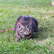 Daisy joined the competition — help win amazing prizes! cat, tabby_cat, pet, grass, lawn, outdoor, leash, pink_leash, whiskers, green_eyes, fur, crouching, sitting, alert, closeup, garden, concrete_border, nature, daylight, ground