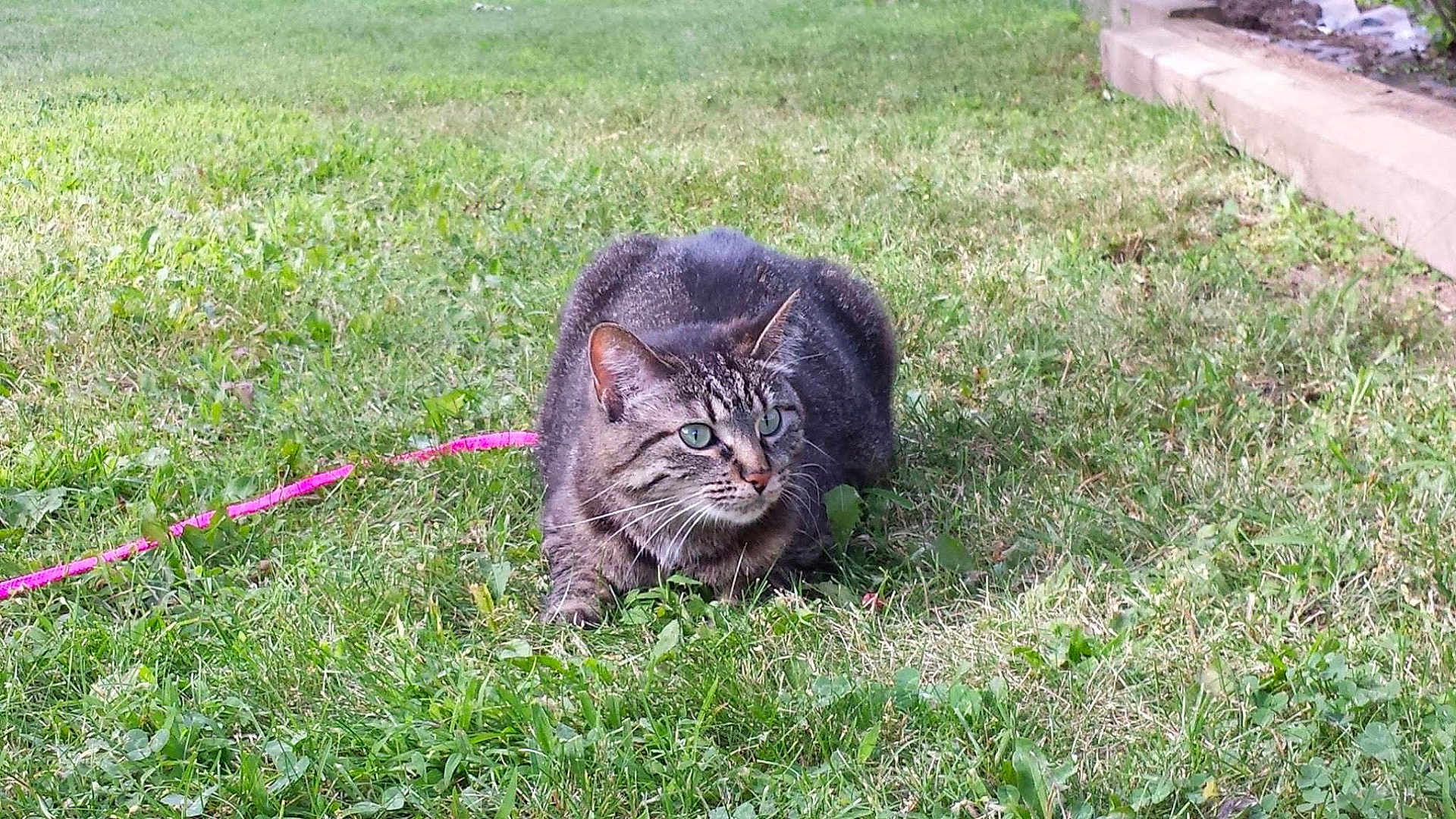 Daisy joined the competition — help win amazing prizes! cat, tabby_cat, pet, grass, lawn, outdoor, leash, pink_leash, whiskers, green_eyes, fur, crouching, sitting, alert, closeup, garden, concrete_border, nature, daylight, ground