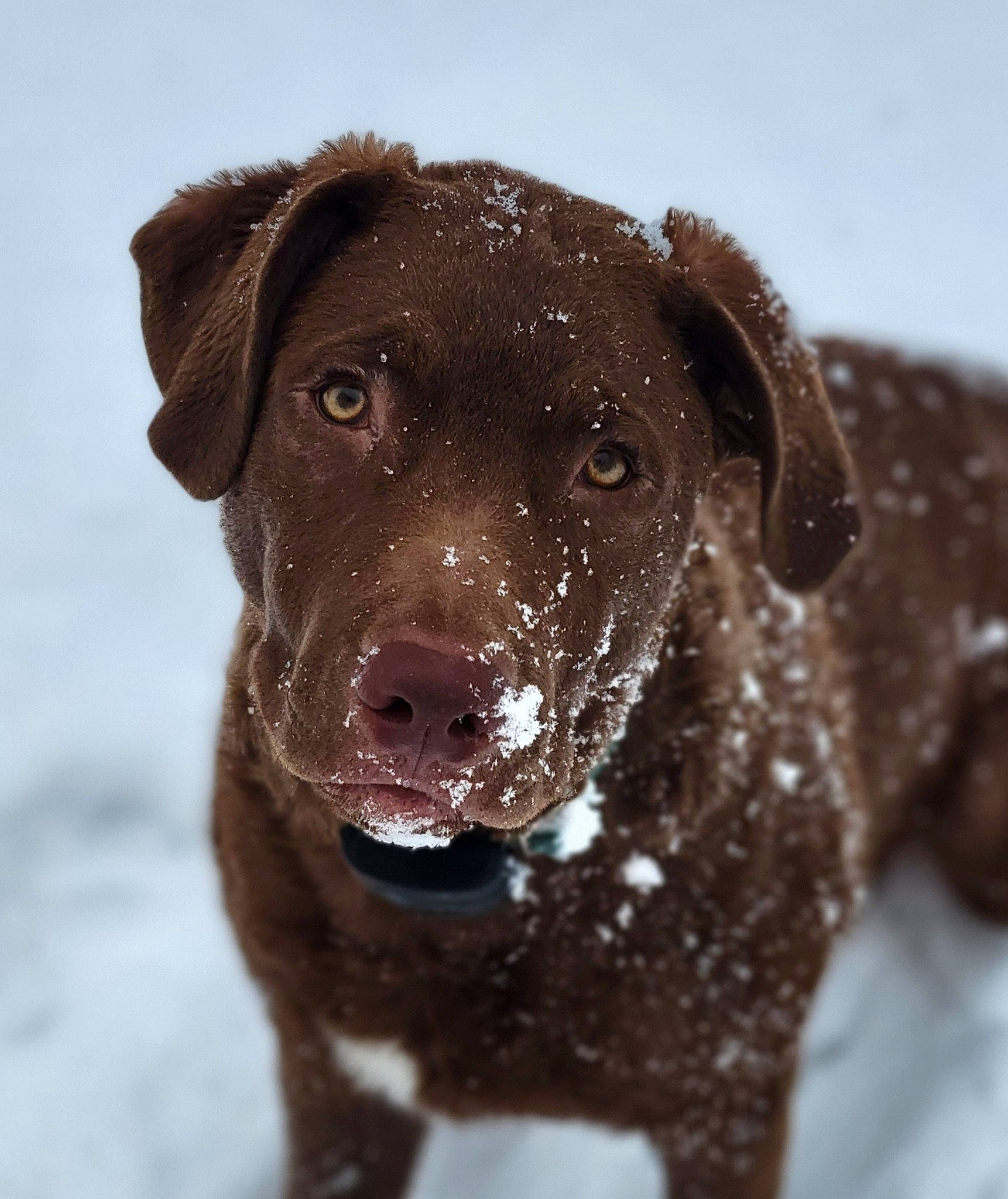 Tucker is registered to the contest to win money with this photo: borador, canidae, carnivore, collar, companion_dog, dog, dog_breed, dog_collar, fawn, freezing, fur, gun_dog, liver, pet_supply, snout, snow, sporting_group, whiskers, winter, working_animal