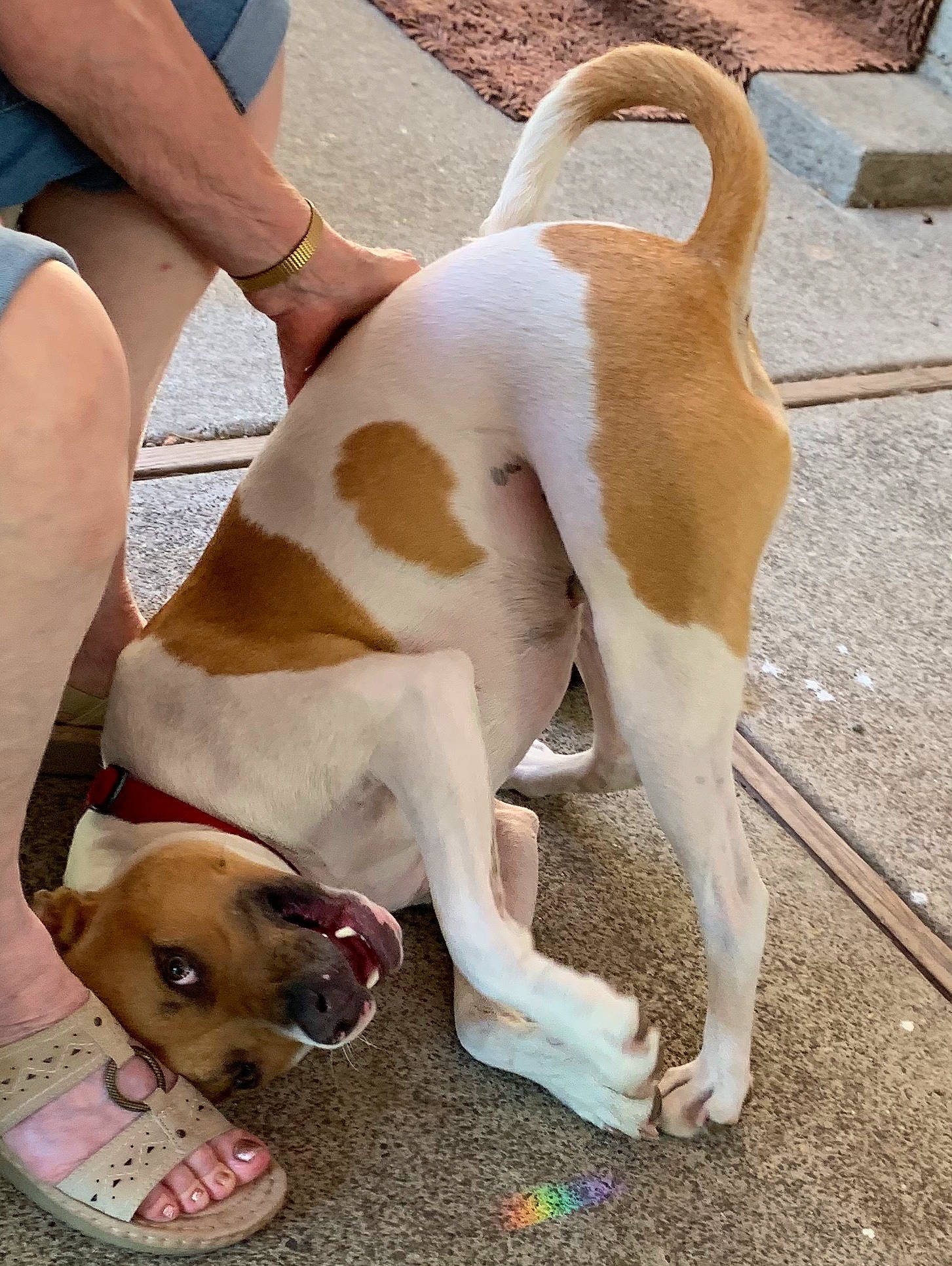 Ripley is registered to the contest to win money with this photo: canidae, carnivore, collar, companion_dog, dog, dog_breed, dog_collar, dog_supply, fawn, foot, human_leg, knee, mammal, paw, pet_supply, snout, sporting_group, tail, thigh, working_animal