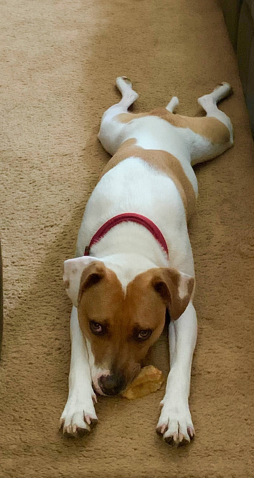 Ripley is registered to the contest to win money with this photo: canidae, carnivore, collar, comfort, companion_dog, dog, dog_breed, dog_collar, dog_supply, fawn, flooring, non_sporting_group, paw, pet_supply, snout, sporting_group, tail, terrier, wood, working_animal