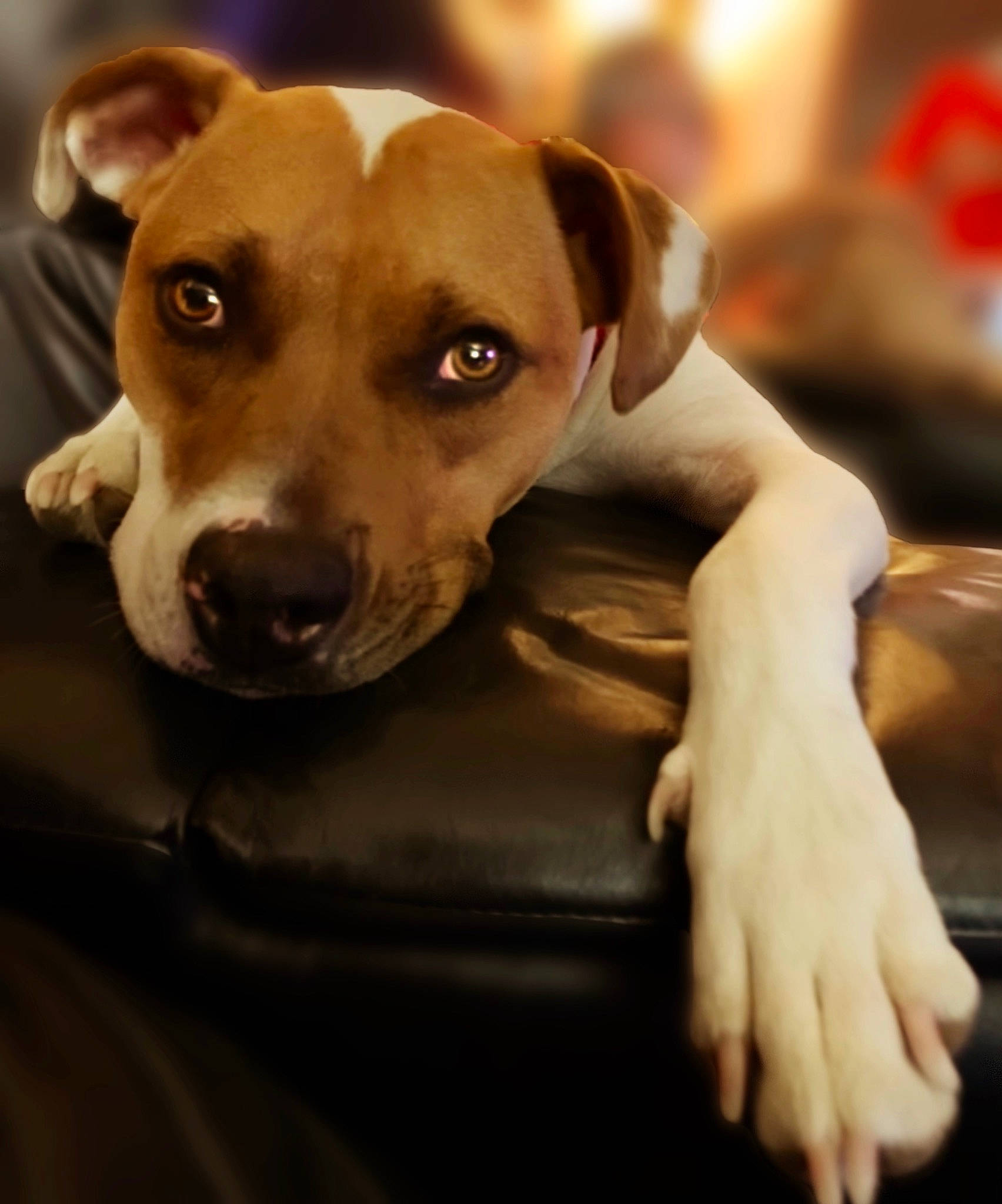 Ripley joined the competition — help win amazing prizes! canidae, carnivore, companion_dog, dog, dog_breed, ear, non_sporting_group, pet_supply, sporting_group, terrestrial_animal, whiskers, working_animal