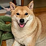 dog, shiba_inu, pet, animal, indoor, carpet, tongue_out, happy, fur, mammal, cute, smiling, relaxed, ears, face, paw, home, toy, green, wood_floor