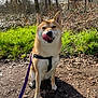 Kira a rejoint le concours — aidez-le/la à gagner de superbes lots ! dog, shiba_inu, leash, forest, path, grass, trees, sunlight, outdoor, pet, canine, animal, nature, tongue, licking, sitting, brown, fur, harness, daytime