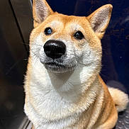 Kira participe au concours pour gagner de l'argent avec cette photo : dog, shiba_inu, pet, canine, closeup, portrait, fur, ears, whiskers, animal, cute, indoor, looking_up, muzzle, nose, expression, sitting, fluffy, brown, white