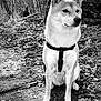 Kira a rejoint le concours — aidez-le/la à gagner de superbes lots ! dog, canine, animal, pet, forest, trees, leaves, path, harness, outdoor, nature, black_and_white, sitting, fur, ears, snout, wildlife, woodland, quiet, daytime