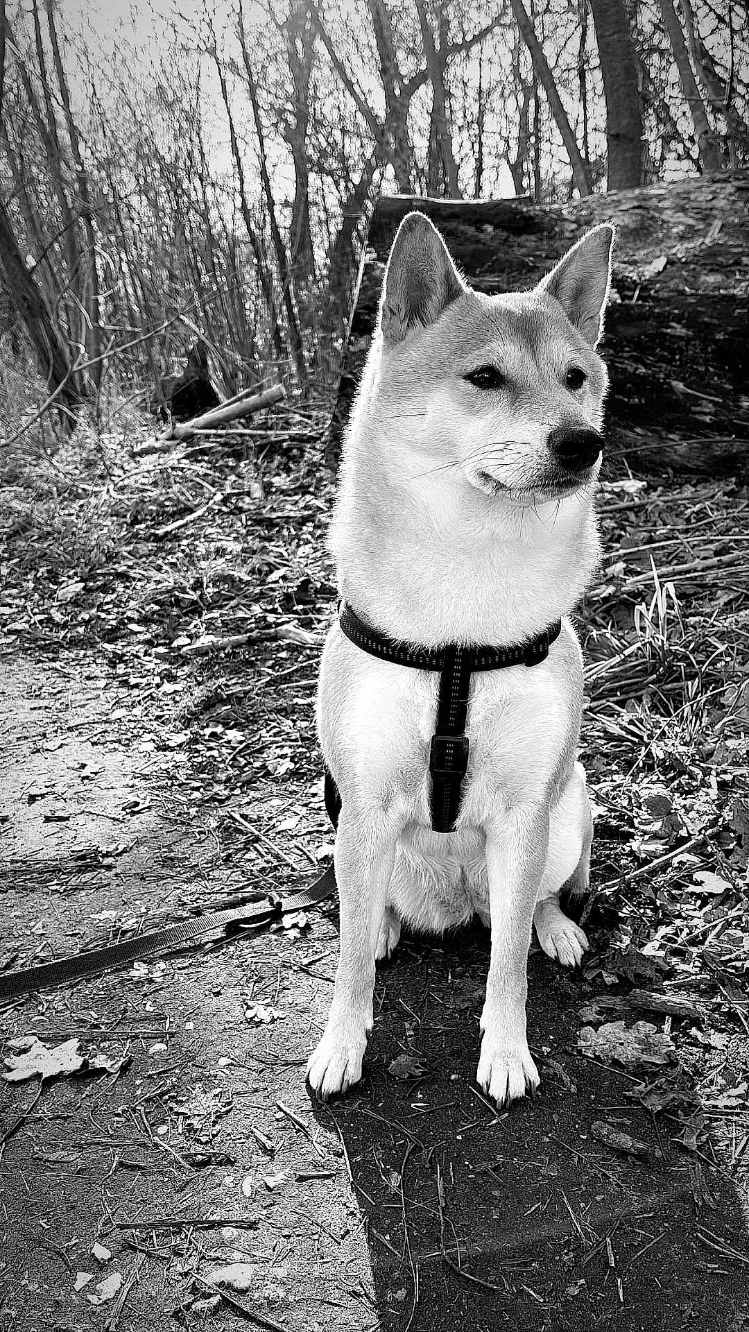 Kira