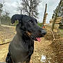 Una participe au concours pour gagner de l'argent avec cette photo : dog, black_dog, outdoor, dirt, wood_logs, tree, cloudy_sky, tongue_out, pet, animal, nature, yard, paw, snout, ear, grass, stick, construction, footwear, boots