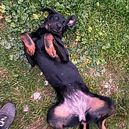 Una a rejoint le concours — aidez-le/la à gagner de superbes lots ! dog, grass, outdoor, black_dog, tan_markings, playful, pet, animal, lying_down, nature, canine, paw, fur, ears, snout, grass_patch, casual, footwear, expression, rolling