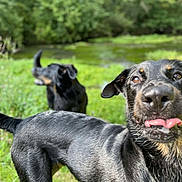 Urios participe au concours pour gagner de l'argent avec cette photo : dog, black_dog, outdoor, grass, pond, water, nature, animal, playful, tongue, running, greenery, blurred_background, pet, canine, summer, sunlight, happy, close_up, motion