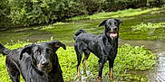 Urios participe au concours pour gagner de l'argent avec cette photo : dog, canine, wet, black_dog, tan_markings, grass, water, outdoor, nature, pond, greenery, trees, forest, animal, pet, playful, curious, summer, daytime, two_dogs