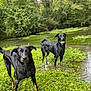 animal, black_dog, canine, curious, daytime, dog, forest, grass, greenery, nature, outdoor, pet, playful, pond, summer, tan_markings, trees, two_dogs, water, wet