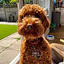 airedale, animal, bicycle, box, canine, couch, dog, furniture, grass, person, pet, plant, poodle, pottedplant, puppy, tape, terrier, transportation, vehicle, wood