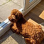 airedale, animal, canine, cockerspaniel, dog, dogbed, door, hardwood, homedecor, indoors, interiordesign, mat, pet, poodle, puppy, terrier, whitedog, window, windowsill, wood