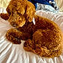 airedale, animal, bed, bedroom, blanket, canine, cockerspaniel, couch, cushion, dog, furniture, homedecor, indoors, person, pet, poodle, puppy, room, sleeping, terrier