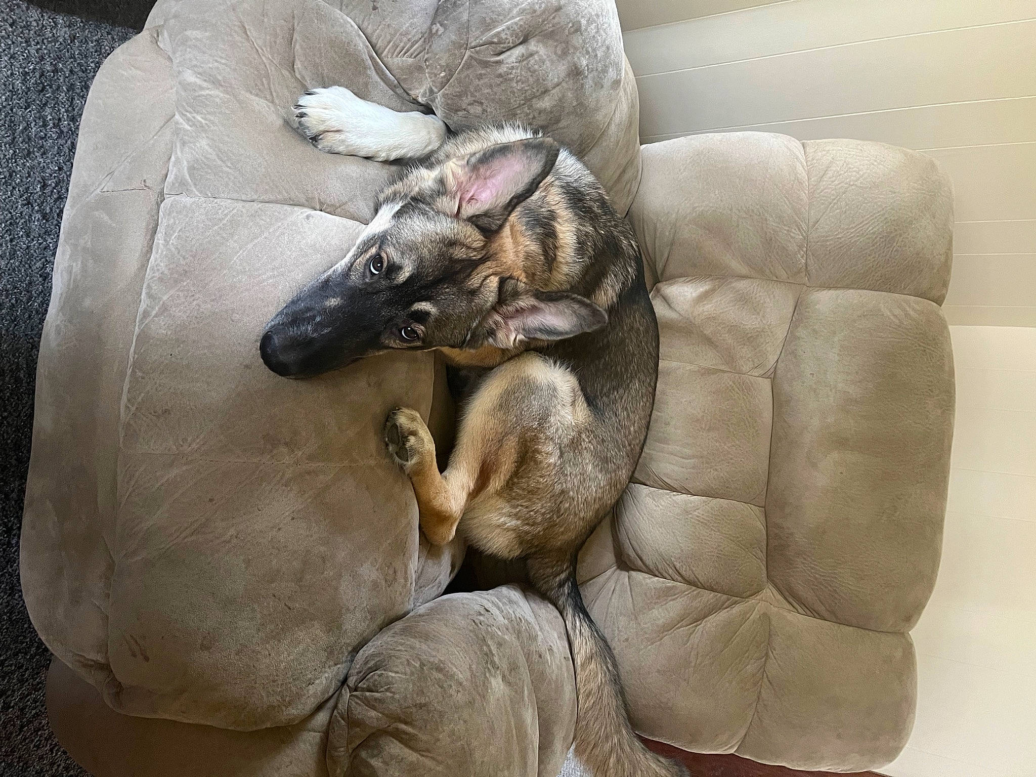 Crowley is registered to the contest to win money with this photo: canidae, comfort, dog_breed, elephant, fawn, felidae, goats, grey, guard_dog, indian_elephant, linens, livestock, pack_animal, snout, sporting_group, stallion, terrestrial_animal, window, working_animal, wrinkle