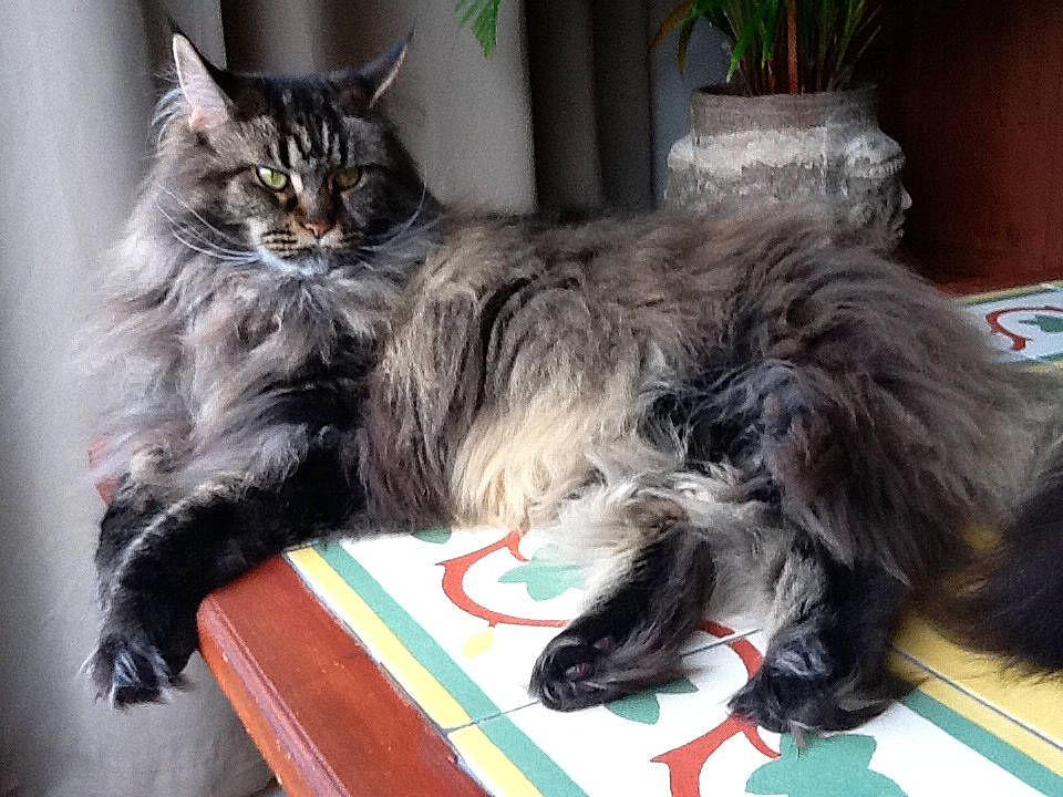 Lizzy a rejoint le concours — aidez-le/la à gagner de superbes lots ! british_longhair, british_semi_longhair, carnivore, cat, domestic_long_haired_cat, felidae, flowerpot, fur, houseplant, maine_coon, natural_material, ragamuffin, small_to_medium_sized_cats, tail, whiskers