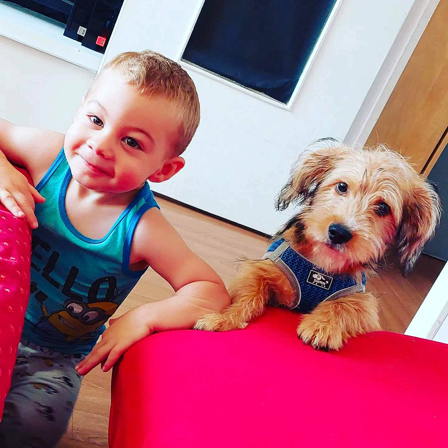 Guizmo participe au concours pour gagner de l'argent avec cette photo : baby, baby_toddler_clothing, carnivore, child, comfort, companion_dog, dog, dog_breed, fawn, happy, leisure, picture_frame, shorts, sitting, smile, sporting_group, t_shirt, thigh, toddler, toy_dog