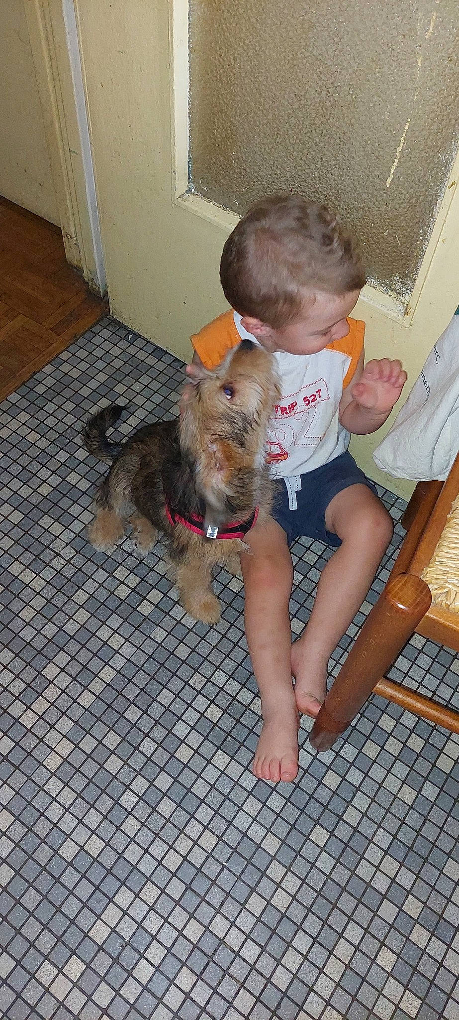 Guizmo a rejoint le concours — aidez-le/la à gagner de superbes lots ! barefoot, carnivore, child, collar, comfort, companion_dog, dog, dog_breed, fawn, floor, flooring, foot, human_leg, knee, lap, leg, shorts, thigh, toy_dog, working_animal