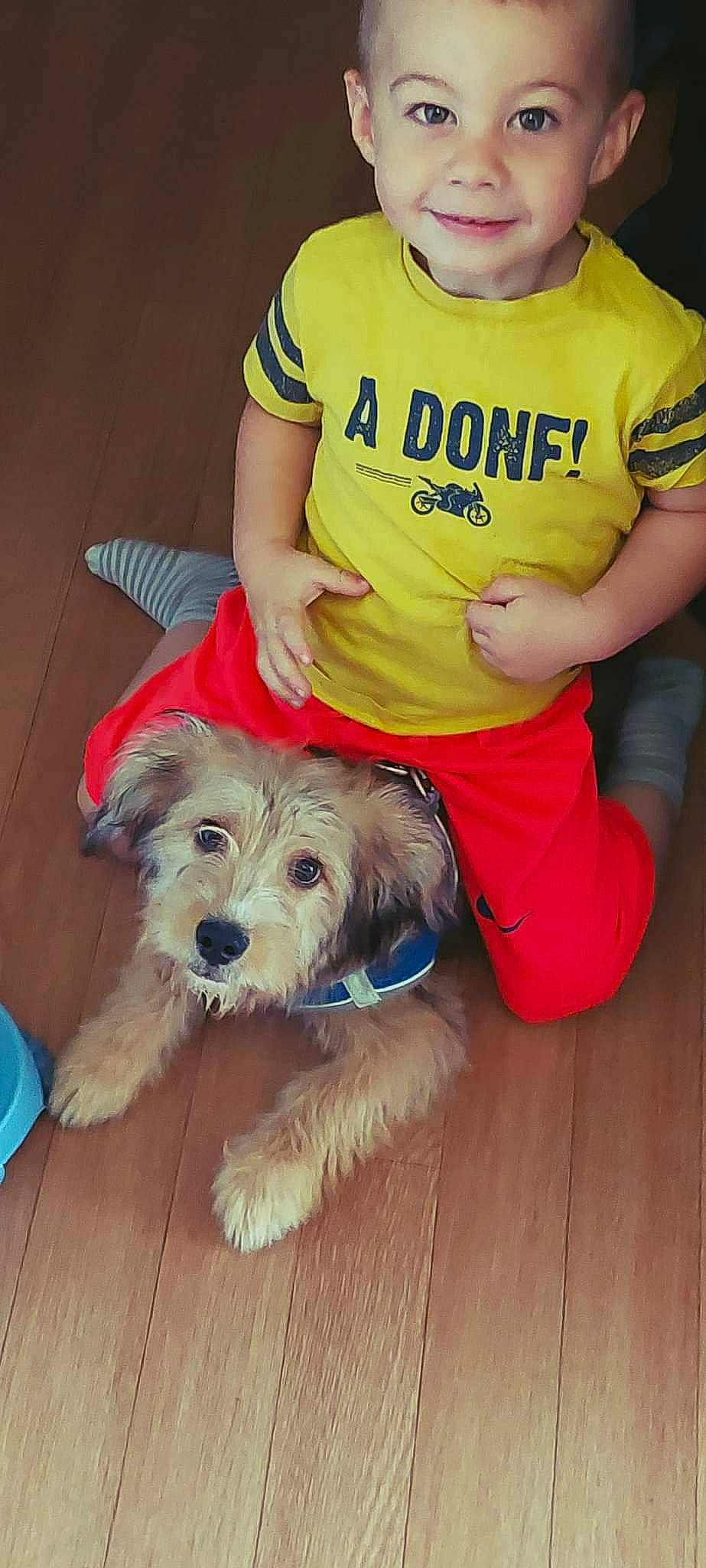 Guizmo participe au concours pour gagner de l'argent avec cette photo : canidae, carnivore, cockapoo, companion_dog, dog, dog_breed, dog_clothes, dog_supply, flooring, fur, labradoodle, poodle_crossbreed, puppy_love, small_terrier, snout, sporting_group, t_shirt, terrier, toy_dog, working_animal