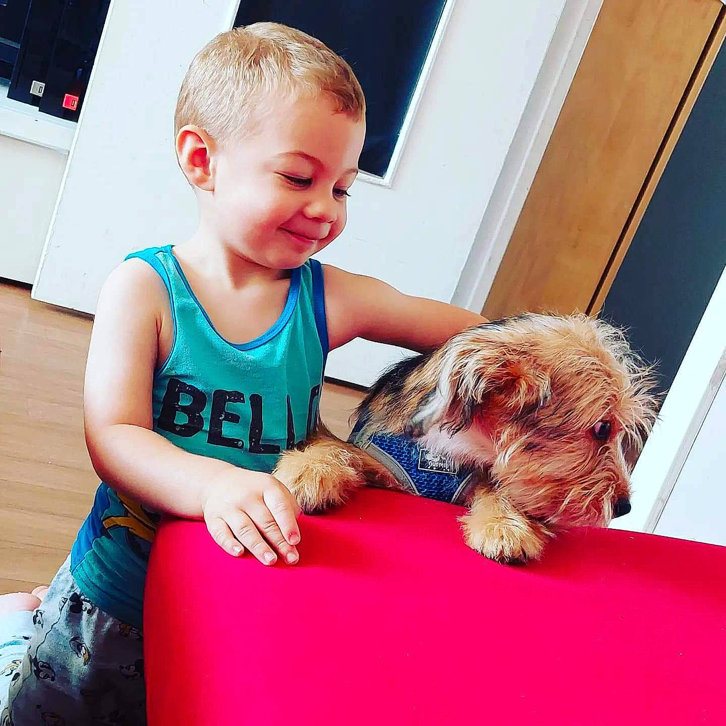 Guizmo a rejoint le concours — aidez-le/la à gagner de superbes lots ! carnivore, child, companion_dog, dog, dog_breed, fawn, flooring, fun, hairstyle, happy, mammal, sitting, small_terrier, smile, sporting_group, t_shirt, terrier, toddler, toy_dog, vertebrate