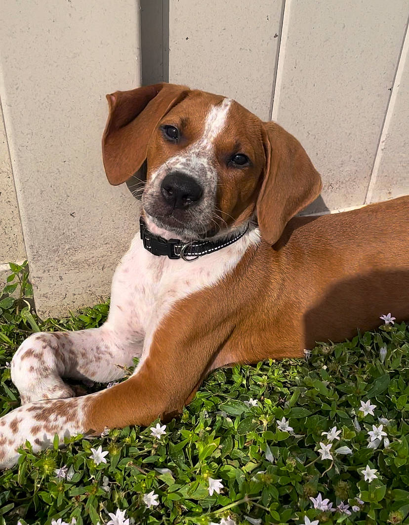 Mylo is registered to the contest to win money with this photo: carnivore, companion_dog, dog, dog_breed, fawn, flower, grass, groundcover, hunting_dog, liver, plant, snout, sporting_group, terrestrial_animal, working_animal