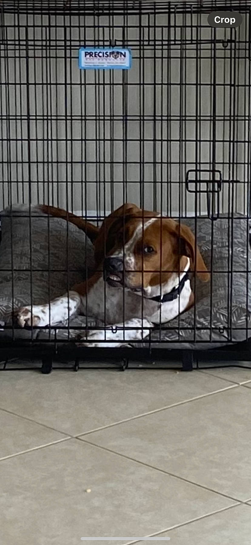 Mylo is registered to the contest to win money with this photo: animal_shelter, cage, canidae, carnivore, companion_dog, dog, dog_breed, dog_crate, dog_supply, fawn, kennel, liver, mammal, mesh, metal, pet_supply, service, snout, sporting_group, vertebrate