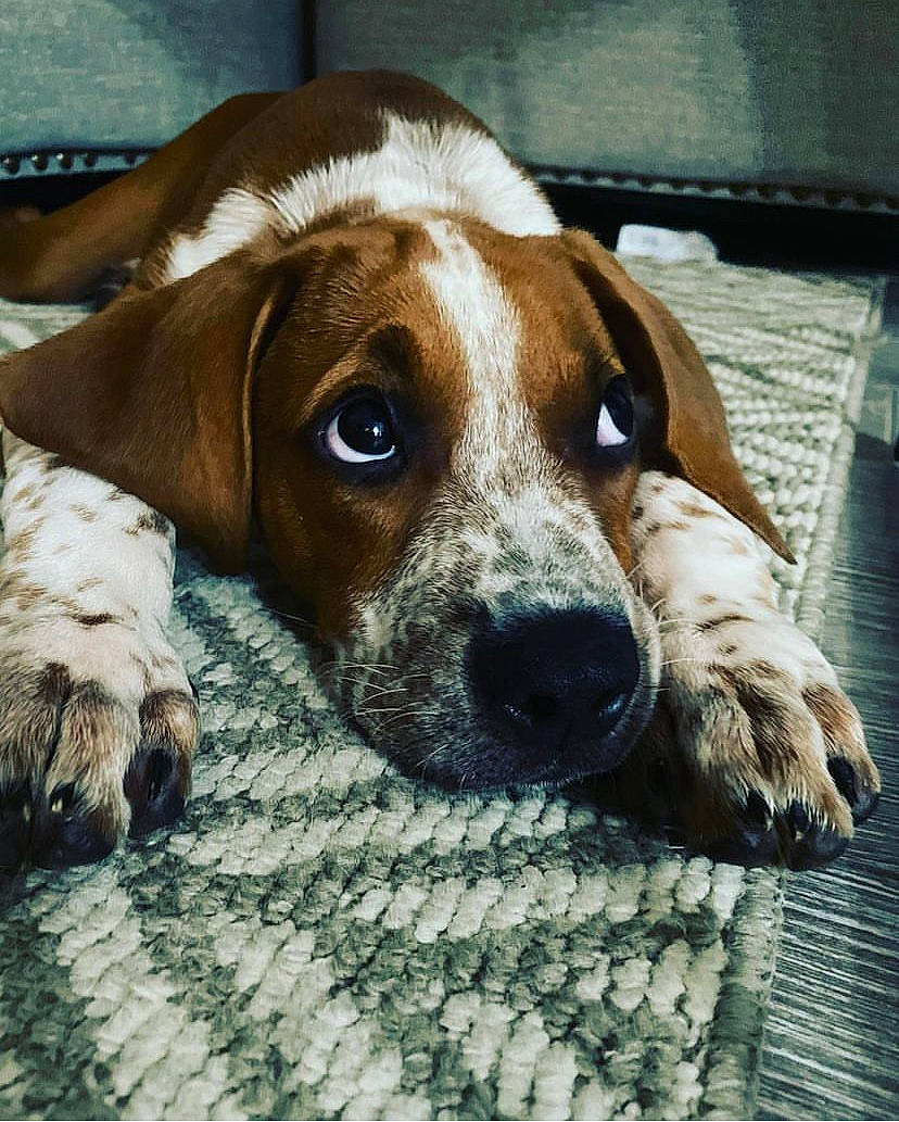 Mylo is registered to the contest to win money with this photo: beagle_harrier, canidae, carnivore, companion_dog, dog, dog_breed, fawn, finnish_hound, fur, hound, hunting_dog, liver, scent_hound, sporting_group, terrestrial_animal, whiskers, working_animal
